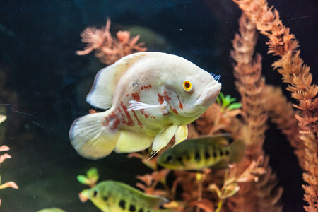 ttropical 淡水水族馆的鱼