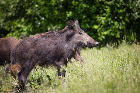 野猪照片