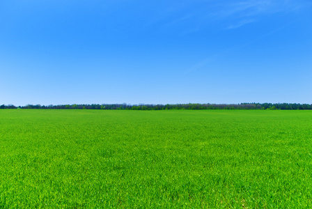 蓝色原野绿色的原野上的蓝色天空背景照片