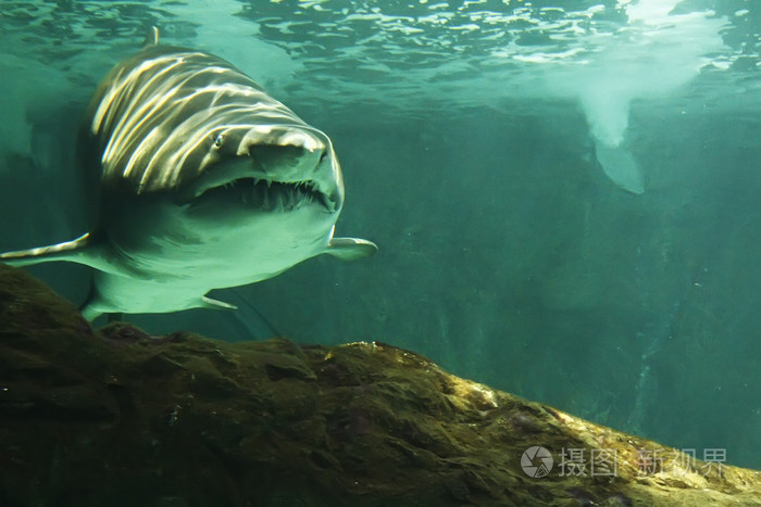 大公牛鲨游泳