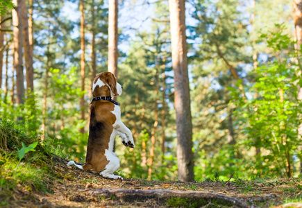 在森林里的小猎犬