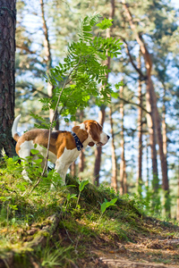 在森林里的小猎犬