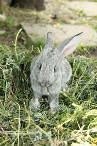 美丽的小兔子，坐在户外的草