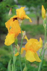 户外花园夏天鲜黄色鸢尾花