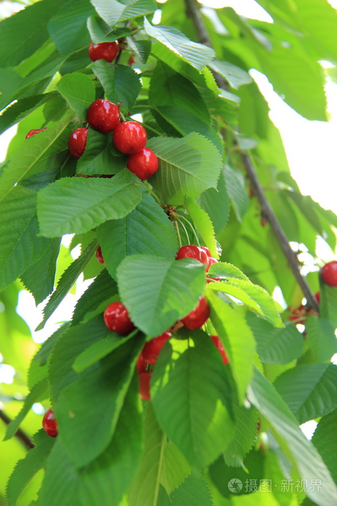 与未成熟浆果在春天花园里的樱桃树