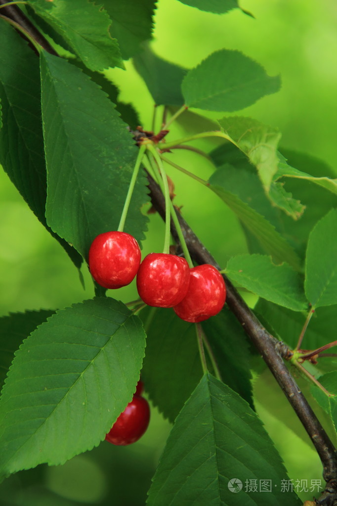 与未成熟浆果在春天花园里的樱桃树