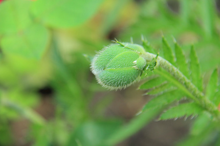 牡丹植物与花蕾的关门