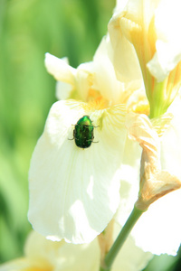 绿色甲虫坐在花园里的白色虹膜上