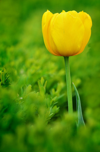 鲜花和郁金香花园