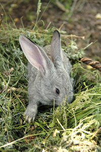 美丽的小兔子，坐在户外的草