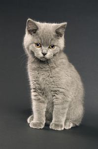 英国短头发灰猫