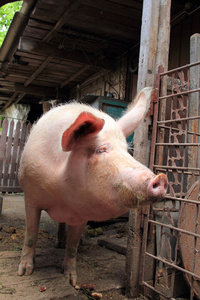 乌克兰农场猪