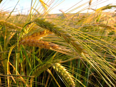 小麦生长在农场的字段