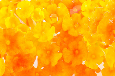 黄色和橙色的花