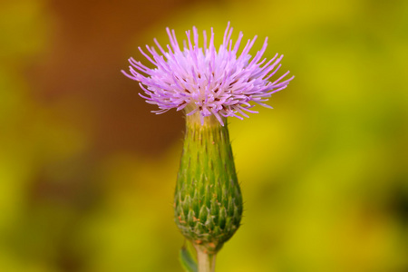 杂草鲜花