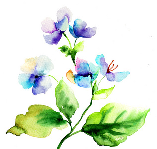 美丽的蓝色花