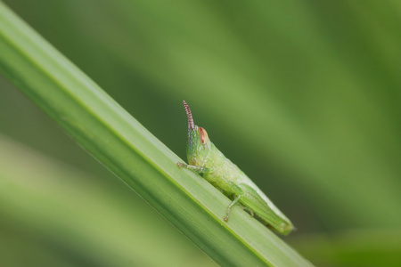 蝗虫幼虫