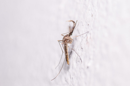 在自然中的蚊子照片