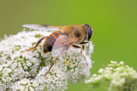 双翅目食蚜蝇科昆虫照片