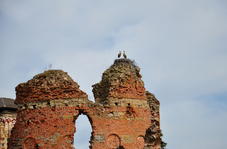 两个鹳筑巢在城堡废墟上