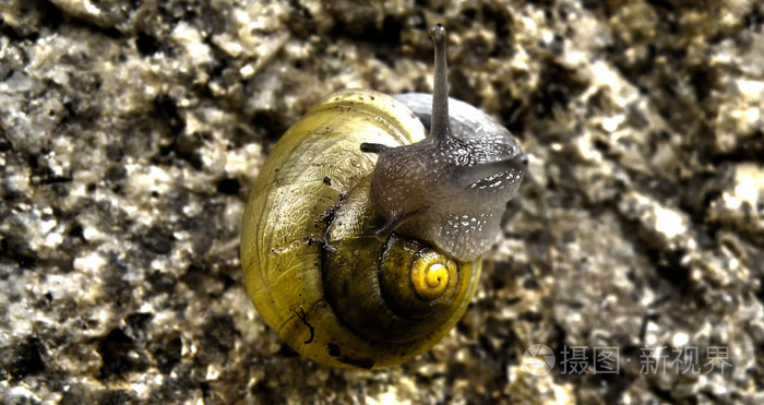 在石头上的特写蜗牛