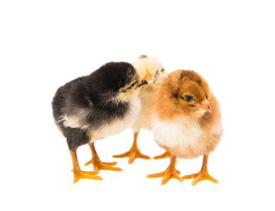 在鸟的蛋初生婴儿小鸡初生雏在蛋-它是一个女孩初生雏出从蛋初生雏蛋