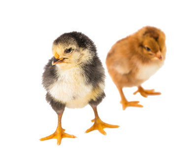 宝宝小鸡红肿初生婴儿小鸡照片