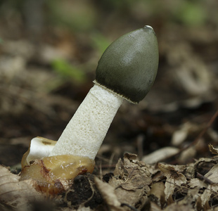 smrad阴茎出菇照片