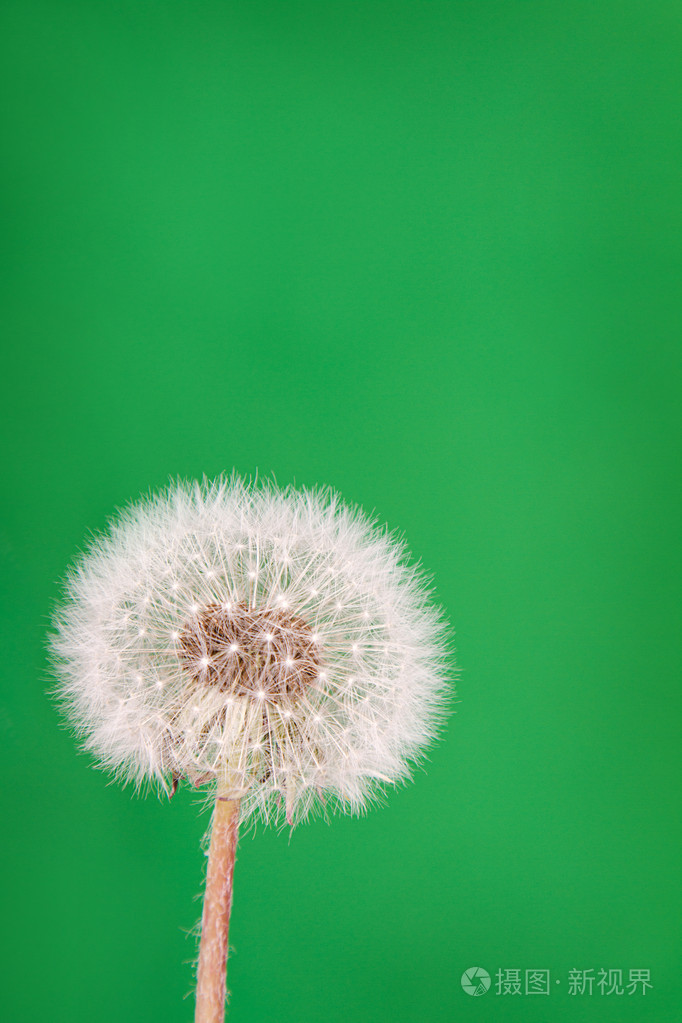 蒲公英绒毛的绿色