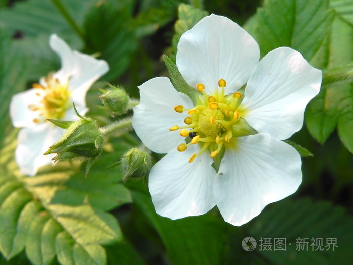 草莓开花