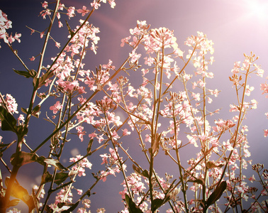 黄色的花朵与天空