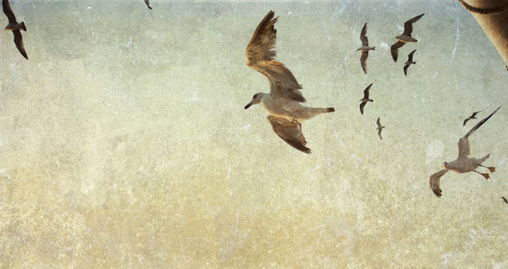 飞行的海鸥的老式照片