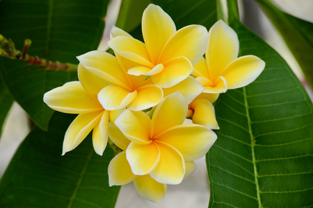 热带梅香，素馨花鲜花