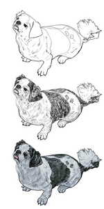 向量的 shihtzu