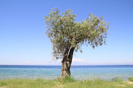 橄榄树在海边
