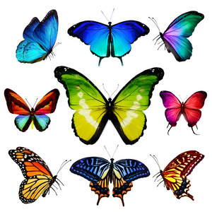 许多不同的蝴蝶飞，孤立在白色背景