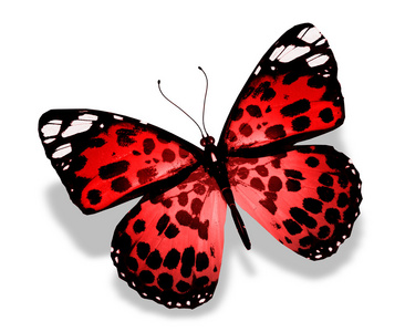 红色蝴蝶，在白色背景上孤立