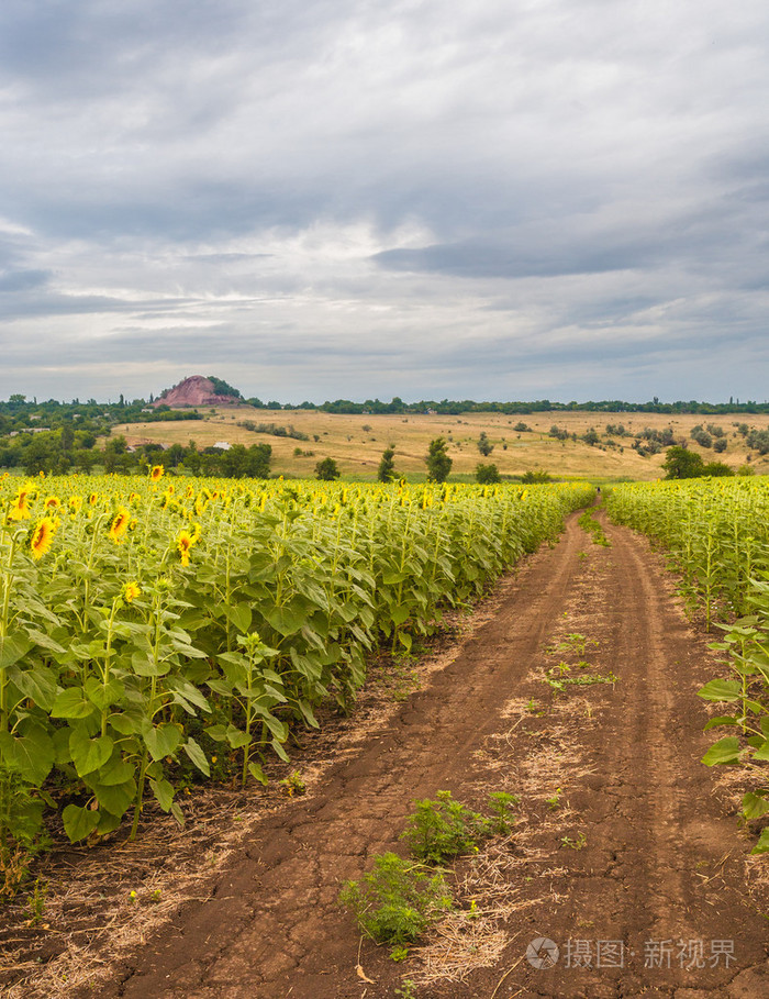 夏天风景与向日葵田