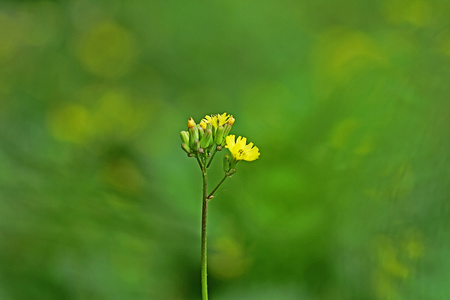 美丽的花