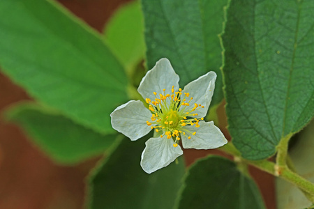 美丽的花