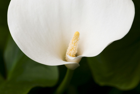 开花白色马蹄莲