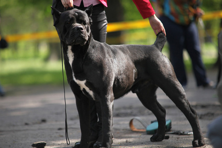 黑犬高素