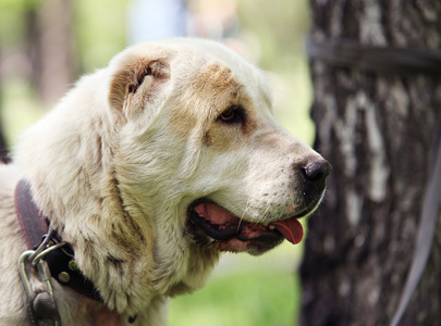 中央亚洲牧羊犬