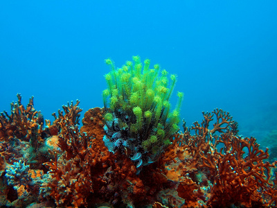 海莉莉