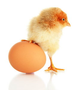 小鸡与蛋上白色隔离