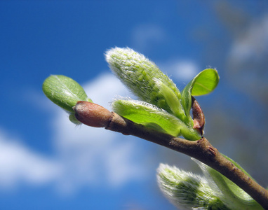 蓬松柔软柳芽图片