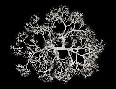 秋天英语橡木树孤立在白色背景上照片 正版商用图片1ccpxa 摄图新视界 秋天英语橡木树孤立在白色背景上照片 正版商用图片1ccpxa 摄图新视界