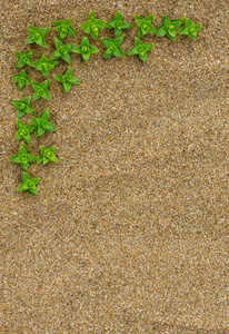在沙滩上的绿色植物的边框
