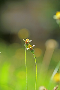 花卉草