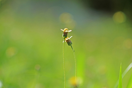 花卉草